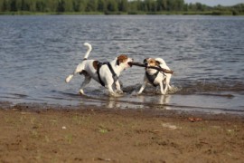 IMG 0525